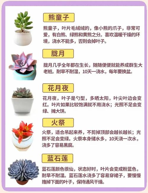 小多肉植物怎么养，多肉是哪里的植物？