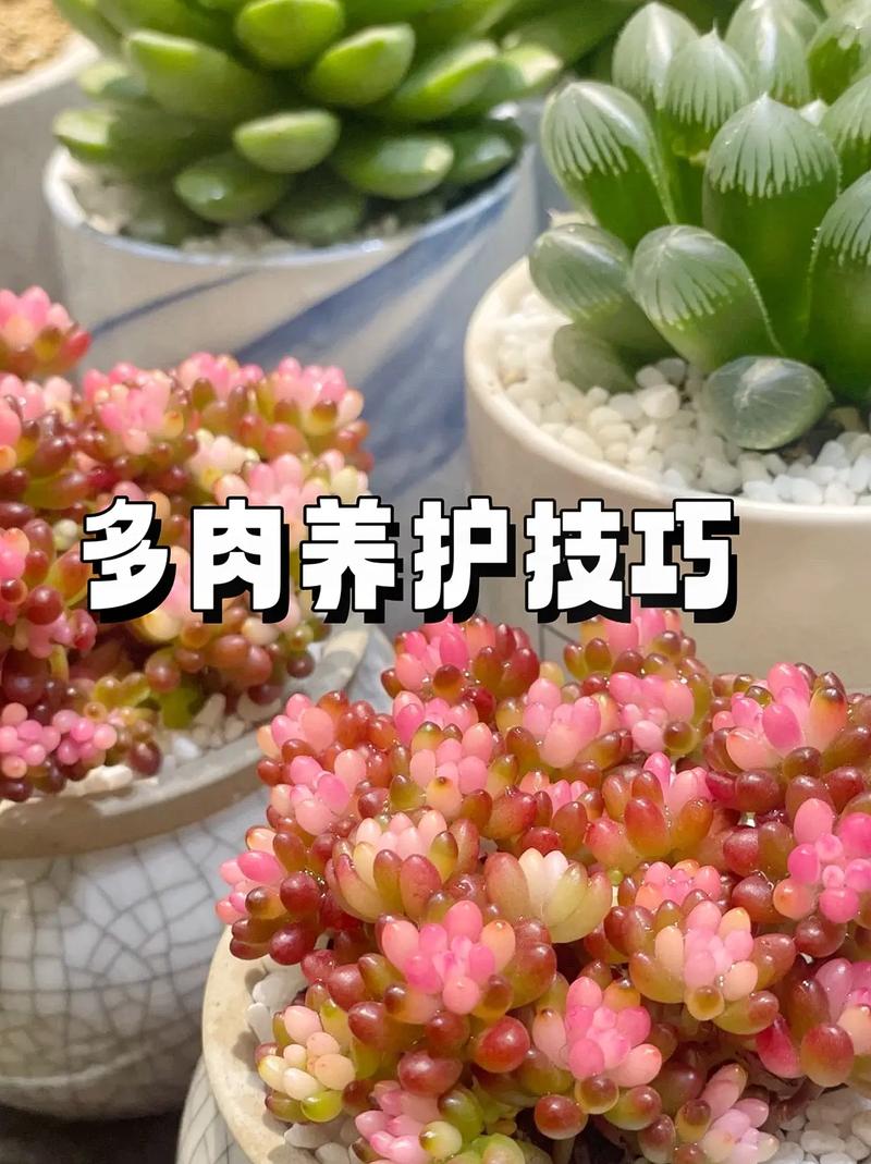 小多肉植物怎么养，多肉是哪里的植物？-第2张图片-优品飞百科