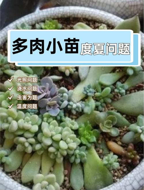 小多肉植物怎么养，多肉是哪里的植物？-第4张图片-优品飞百科