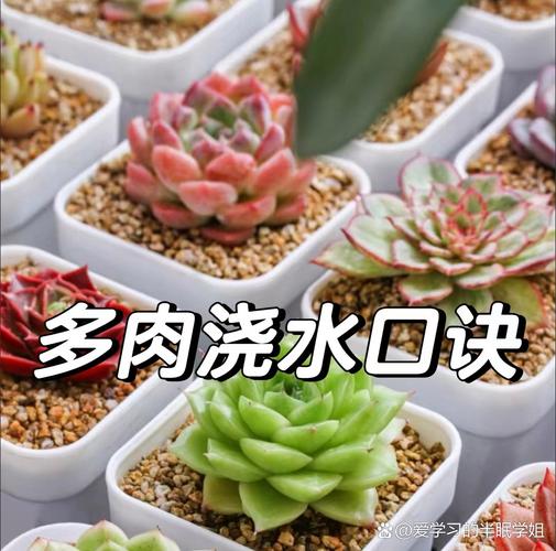 小多肉植物怎么养，多肉是哪里的植物？-第6张图片-优品飞百科