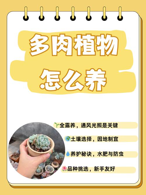 小多肉植物怎么养，多肉是哪里的植物？-第7张图片-优品飞百科