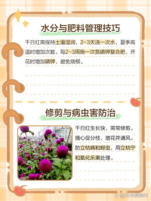 千日红怎么养？千日红怎么养护？-第2张图片-优品飞百科