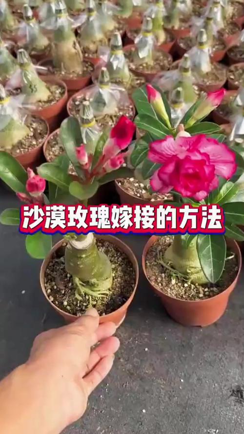 沙漠玫瑰怎么繁殖,沙漠玫瑰几月份扦插比较好?-第2张图片-优品飞百科 沙漠玫瑰怎么繁殖,沙漠玫瑰几月份扦插比较好?-第2张图片-优品飞百科