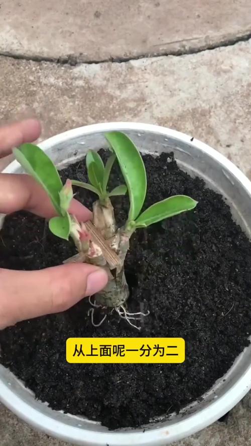 沙漠玫瑰怎么繁殖,沙漠玫瑰几月份扦插比较好?-第3张图片-优品飞百科 沙漠玫瑰怎么繁殖,沙漠玫瑰几月份扦插比较好?-第3张图片-优品飞百科