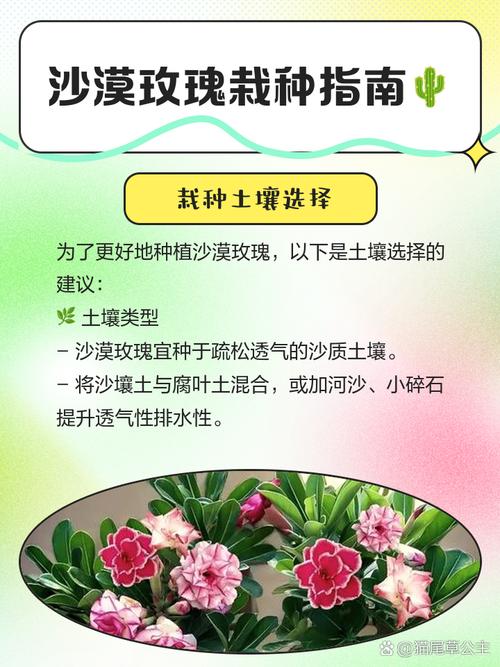 沙漠玫瑰怎么繁殖,沙漠玫瑰几月份扦插比较好?-第5张图片-优品飞百科 沙漠玫瑰怎么繁殖,沙漠玫瑰几月份扦插比较好?-第5张图片-优品飞百科