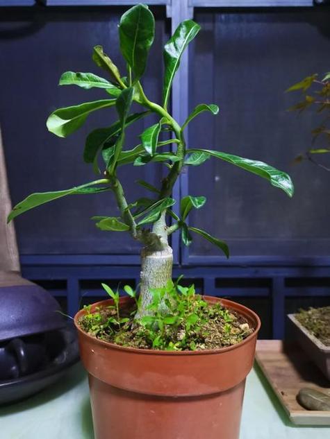 沙漠玫瑰怎么繁殖,沙漠玫瑰几月份扦插比较好?-第4张图片-优品飞百科 沙漠玫瑰怎么繁殖,沙漠玫瑰几月份扦插比较好?-第4张图片-优品飞百科