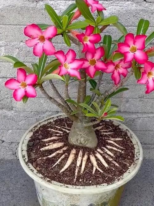 沙漠玫瑰怎么繁殖,沙漠玫瑰几月份扦插比较好?-第6张图片-优品飞百科 沙漠玫瑰怎么繁殖,沙漠玫瑰几月份扦插比较好?-第6张图片-优品飞百科