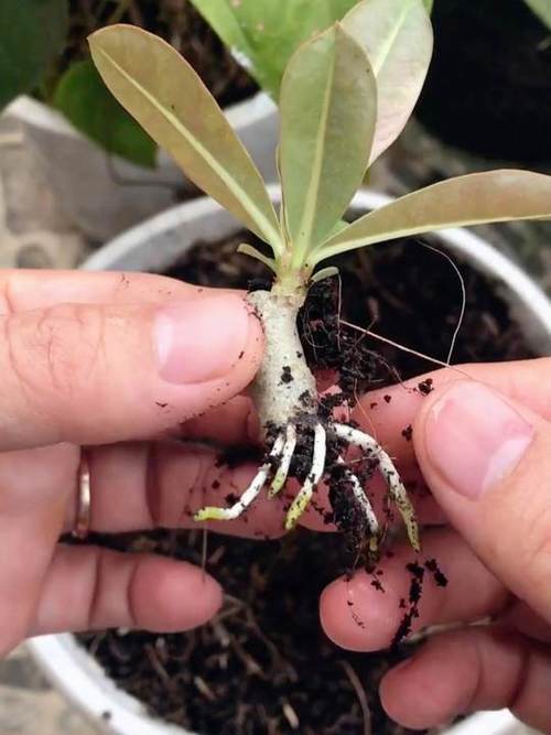 沙漠玫瑰怎么繁殖,沙漠玫瑰几月份扦插比较好?-第7张图片-优品飞百科 沙漠玫瑰怎么繁殖,沙漠玫瑰几月份扦插比较好?-第7张图片-优品飞百科