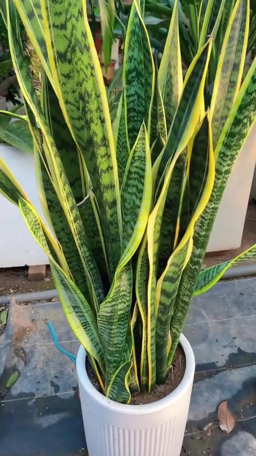 虎皮兰怎么养？虎皮兰怎么养殖方法和注意？