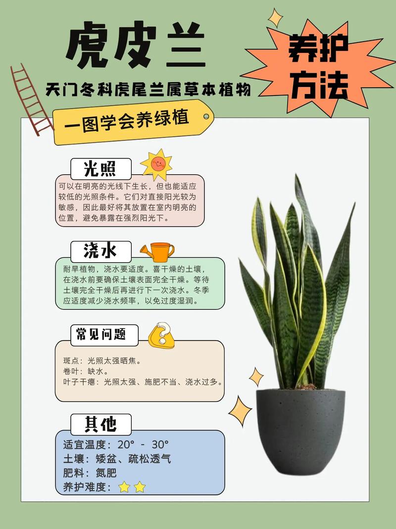 虎皮兰怎么养？虎皮兰怎么养殖方法和注意？-第4张图片-优品飞百科