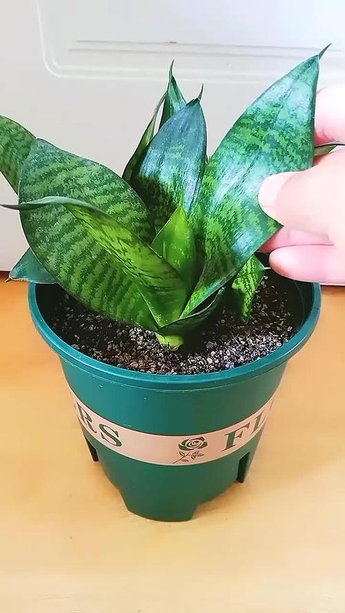 虎皮兰怎么养？虎皮兰怎么养殖方法和注意？-第5张图片-优品飞百科