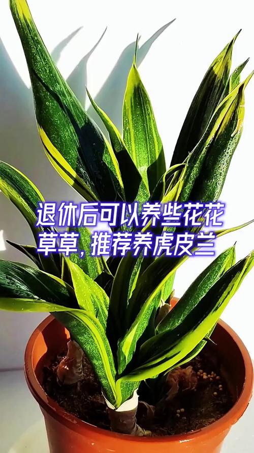 虎皮兰怎么养？虎皮兰怎么养殖方法和注意？-第6张图片-优品飞百科