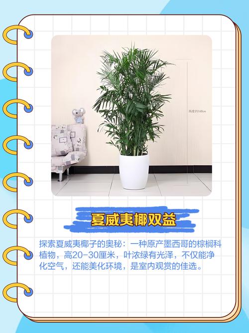 夏威夷椰子的繁殖方法？夏威夷椰子的繁殖方法有哪些？