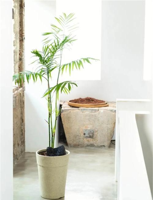 夏威夷椰子的繁殖方法?夏威夷椰子的繁殖方法有哪些?-第3张图片-优品飞百科 夏威夷椰子的繁殖方法?夏威夷椰子的繁殖方法有哪些?-第3张图片-优品飞百科