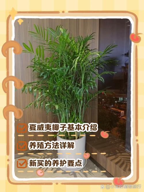 夏威夷椰子的繁殖方法?夏威夷椰子的繁殖方法有哪些?-第4张图片-优品飞百科 夏威夷椰子的繁殖方法?夏威夷椰子的繁殖方法有哪些?-第4张图片-优品飞百科