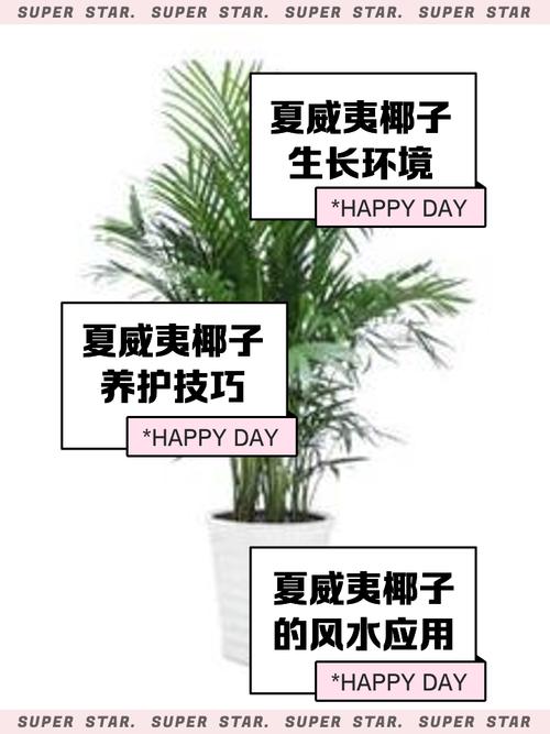 夏威夷椰子的繁殖方法?夏威夷椰子的繁殖方法有哪些?-第6张图片-优品飞百科 夏威夷椰子的繁殖方法?夏威夷椰子的繁殖方法有哪些?-第6张图片-优品飞百科