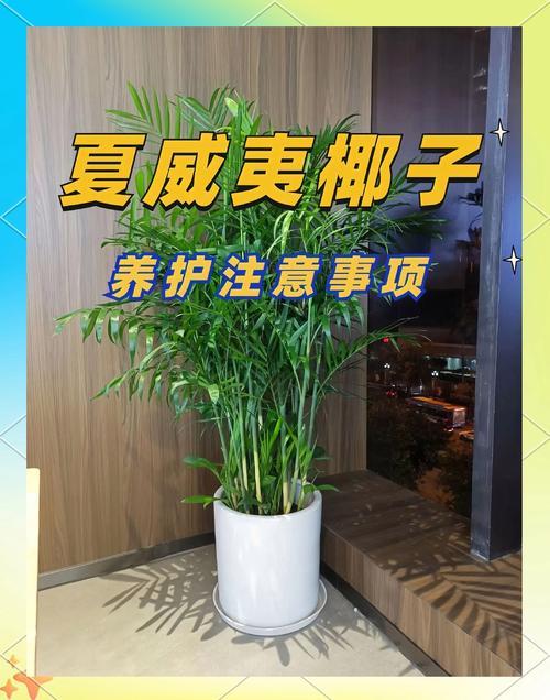 夏威夷椰子的繁殖方法?夏威夷椰子的繁殖方法有哪些?-第5张图片-优品飞百科 夏威夷椰子的繁殖方法?夏威夷椰子的繁殖方法有哪些?-第5张图片-优品飞百科