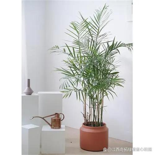 夏威夷椰子的繁殖方法?夏威夷椰子的繁殖方法有哪些?-第7张图片-优品飞百科 夏威夷椰子的繁殖方法?夏威夷椰子的繁殖方法有哪些?-第7张图片-优品飞百科