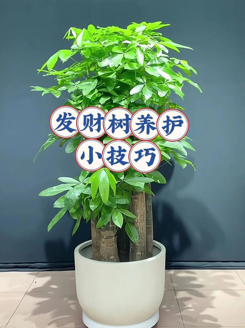 刚买的发财树苗怎么养，刚买的发财树苗怎么养护和管理-第2张图片-优品飞百科