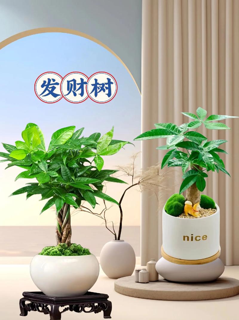 刚买的发财树苗怎么养，刚买的发财树苗怎么养护和管理-第3张图片-优品飞百科