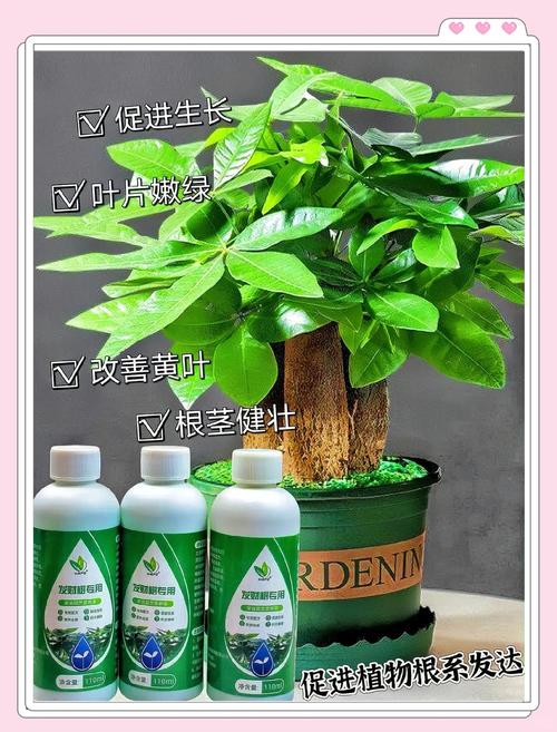 刚买的发财树苗怎么养，刚买的发财树苗怎么养护和管理-第4张图片-优品飞百科