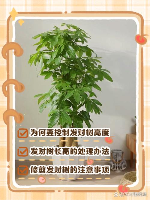 刚买的发财树苗怎么养，刚买的发财树苗怎么养护和管理-第5张图片-优品飞百科