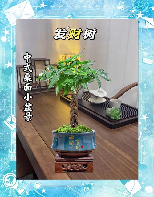刚买的发财树苗怎么养，刚买的发财树苗怎么养护和管理-第6张图片-优品飞百科