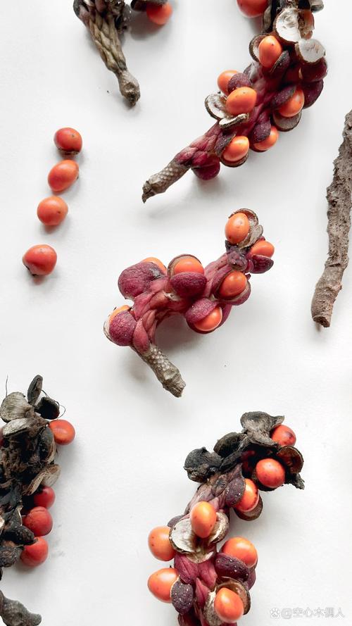 白玉兰的种植方法，白玉兰的种植方法技术-第2张图片-优品飞百科