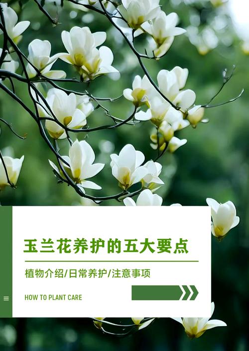 白玉兰的种植方法，白玉兰的种植方法技术-第3张图片-优品飞百科