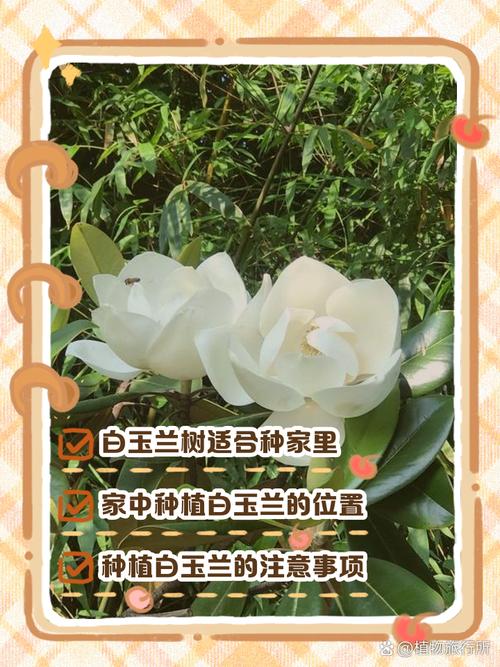 白玉兰的种植方法，白玉兰的种植方法技术-第4张图片-优品飞百科