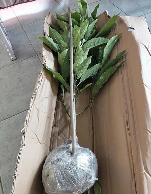 白玉兰的种植方法，白玉兰的种植方法技术-第5张图片-优品飞百科