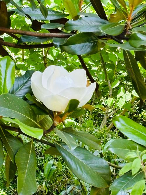 白玉兰的种植方法，白玉兰的种植方法技术-第6张图片-优品飞百科