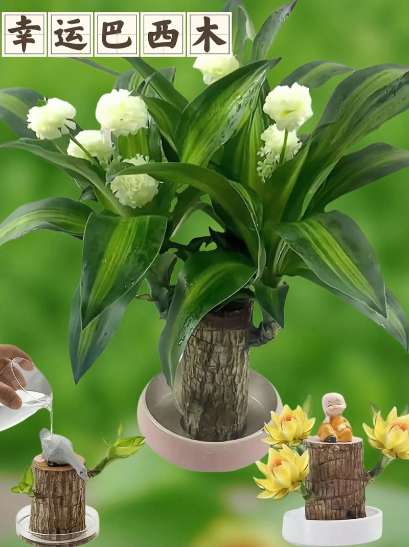 多肉的土可以种绿萝吗？多肉用绿萝的土可以吗?？