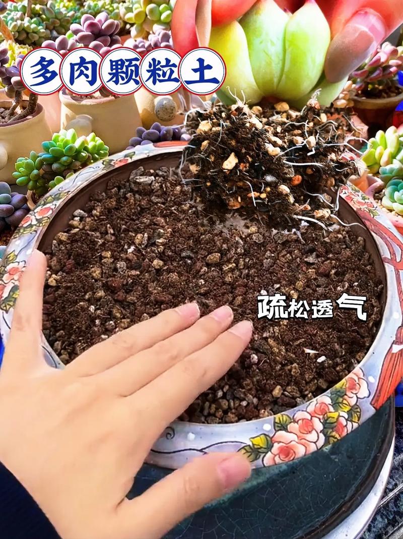多肉的土可以种绿萝吗?多肉用绿萝的土可以吗??-第2张图片-优品飞百科 多肉的土可以种绿萝吗?多肉用绿萝的土可以吗??-第2张图片-优品飞百科