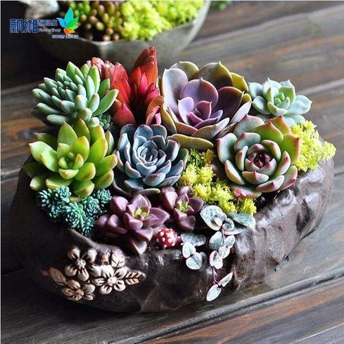 多肉的土可以种绿萝吗?多肉用绿萝的土可以吗??-第6张图片-优品飞百科 多肉的土可以种绿萝吗?多肉用绿萝的土可以吗??-第6张图片-优品飞百科