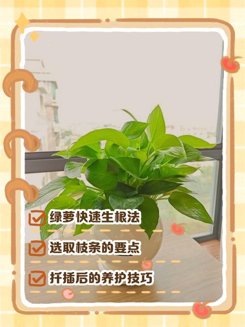 绿萝扦插快速生根方法，绿萝扦插快速生根方法有哪些？