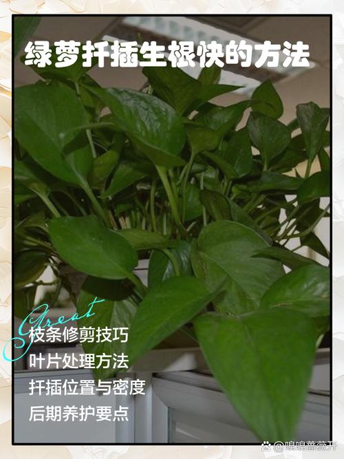 绿萝扦插快速生根方法，绿萝扦插快速生根方法有哪些？-第3张图片-优品飞百科