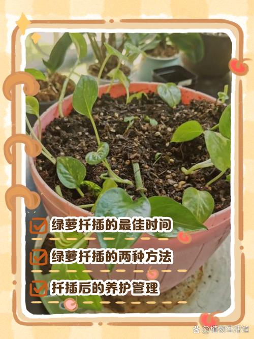 绿萝扦插快速生根方法，绿萝扦插快速生根方法有哪些？-第4张图片-优品飞百科