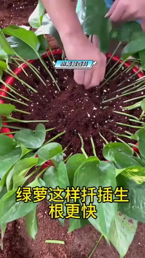 绿萝扦插快速生根方法，绿萝扦插快速生根方法有哪些？-第6张图片-优品飞百科