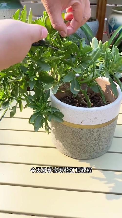 长寿花秋天要打顶吗，长寿花 秋天