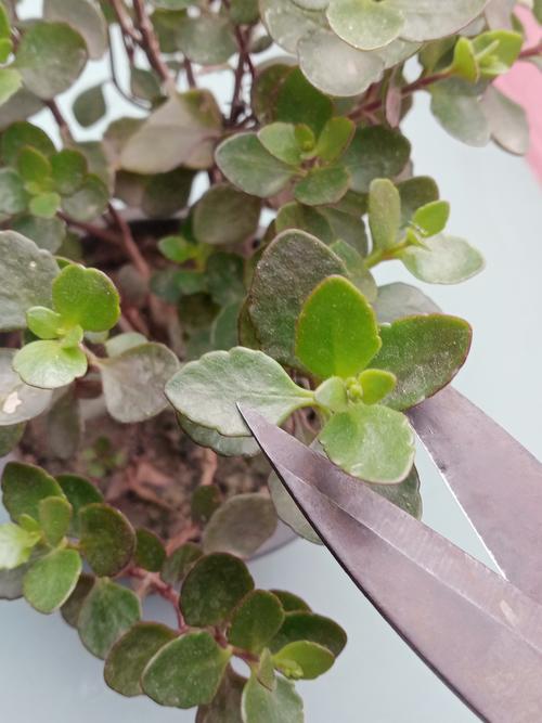 长寿花秋天要打顶吗,长寿花 秋天-第2张图片-优品飞百科 长寿花秋天要打顶吗,长寿花 秋天-第2张图片-优品飞百科