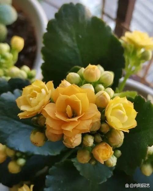 长寿花秋天要打顶吗,长寿花 秋天-第3张图片-优品飞百科 长寿花秋天要打顶吗,长寿花 秋天-第3张图片-优品飞百科