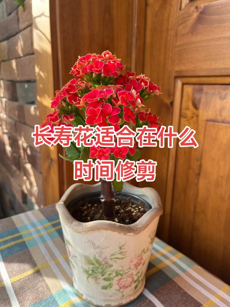 长寿花秋天要打顶吗,长寿花 秋天-第4张图片-优品飞百科 长寿花秋天要打顶吗,长寿花 秋天-第4张图片-优品飞百科