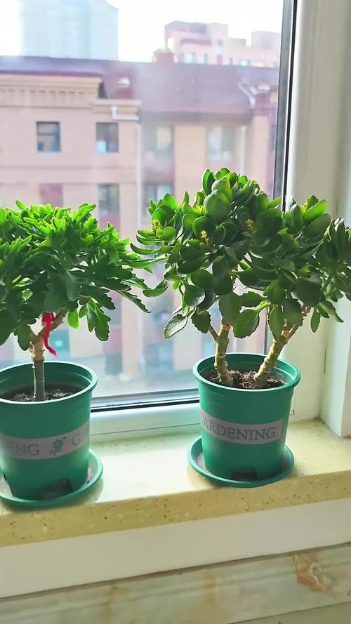 长寿花秋天要打顶吗,长寿花 秋天-第5张图片-优品飞百科 长寿花秋天要打顶吗,长寿花 秋天-第5张图片-优品飞百科