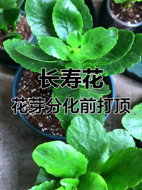 长寿花秋天要打顶吗,长寿花 秋天-第6张图片-优品飞百科 长寿花秋天要打顶吗,长寿花 秋天-第6张图片-优品飞百科