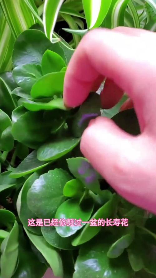 长寿花秋天要打顶吗,长寿花 秋天-第7张图片-优品飞百科 长寿花秋天要打顶吗,长寿花 秋天-第7张图片-优品飞百科
