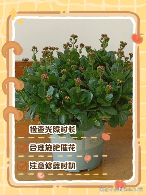 长寿花秋天要打顶吗,长寿花 秋天-第8张图片-优品飞百科 长寿花秋天要打顶吗,长寿花 秋天-第8张图片-优品飞百科