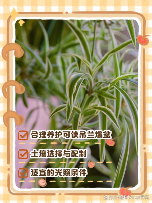 吊兰怎么养长得好，吊兰怎么好养活