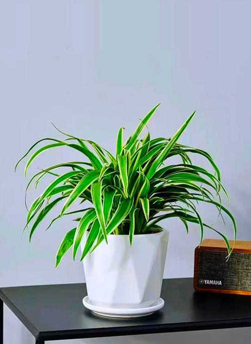 吊兰怎么养长得好，吊兰怎么好养活-第2张图片-优品飞百科