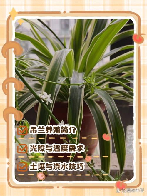 吊兰怎么养长得好，吊兰怎么好养活-第3张图片-优品飞百科